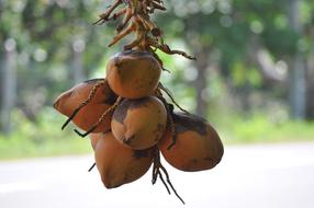 King Coconut