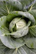Cabbage Vegetable