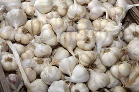 Garlics white