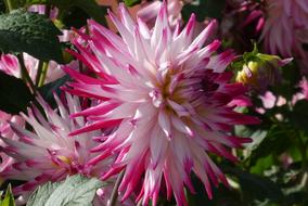 closeup picture of the white and pink beautiful Flower in a Garden