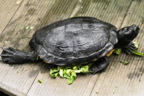 black turtle on a wooden surface eating green leaves