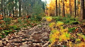 Sunrise Coniferous