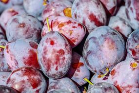 palatable Plums Fruit