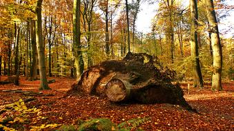 giant Tree Stump in Forest at fall