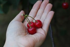 Cherries Fruit in Hand