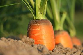 Orange carrots with green leaves in the brown soil