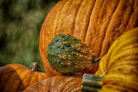 colorful autumn pumpkins