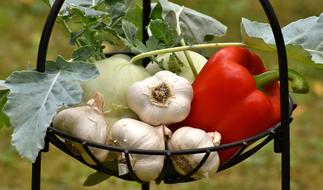 Beautiful and colorful vegetables, with the leaves, in the black basket, at blurred background