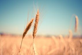 macro photo of two wheat ears on the field