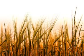 sun Cereals Field