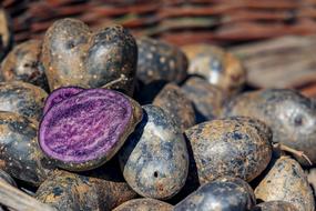 harvest of purple potatoes on blurred background