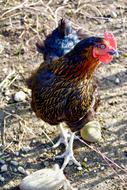 colorful chicken in natural environment