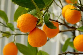 citrus fruits on tree