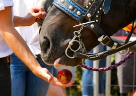 Person, feeding colorful apple, to the cute and beautiful, brown horse