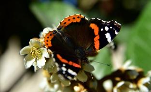 orange and black Butterflies Insect