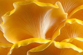 Close-up of the beautiful, shiny, golden oyster mushrooms, in light