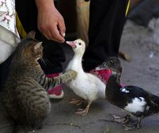 Rate is Cat Food