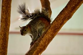 splendid Squirrel Forest