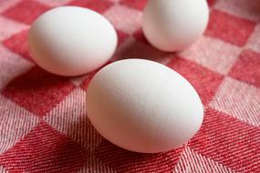 dainty Egg Food Nutrition