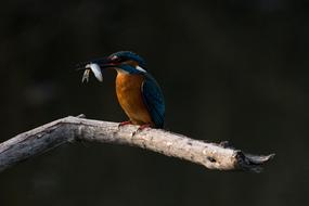 Kingfisher with catch