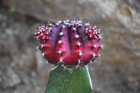 Cactus red Plant