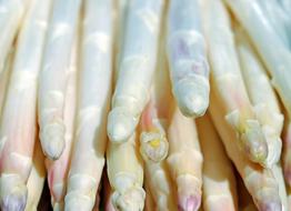 Asparagus White