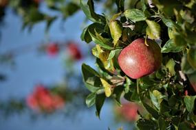 delicious Apple Orchard Fruit