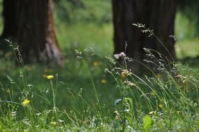 meadow in the forest in a blurry background