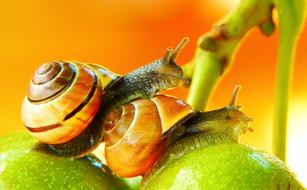 macro photo of spiral snails couple