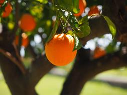 ripe tangerines on a tree under the rays of the bright sun