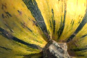 green-yellow pumpkin close-up