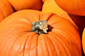 tasty Pumpkin Fruit Orange