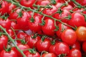 Trusses Tomatoes