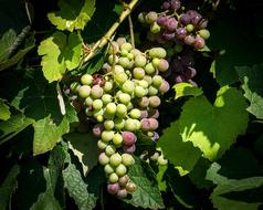 green and purple Grapes ripening on Grapevine