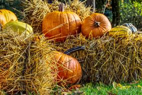 Pumpkin Halloween Decoration orange