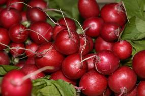 radish for sale