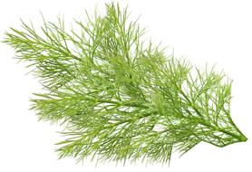 green branch of dill