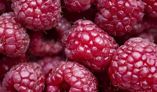 Background Berry