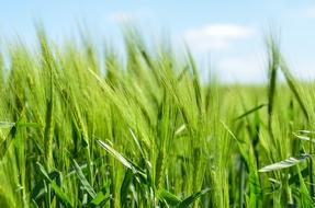 barley cereal grain green