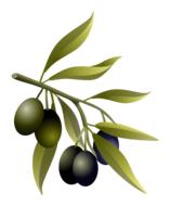 branch with olives and green leaves