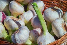 appetizing Garlic Fresh