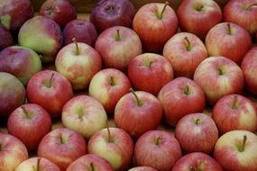 harvest of red apples close up