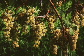 Beautiful green grapes with green leaves, on the branches in light