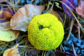 closeup picture of little yellow Maclura