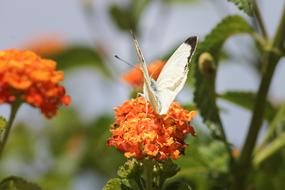 white butterfly on orange inflorescences close-up on a blurred background