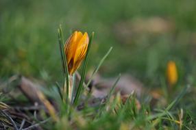 crocus in spring