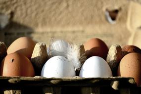 chicken eggs with feathers in a cardboard box