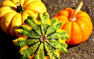 Colorful and beautiful pumkins on the harvest in autumn