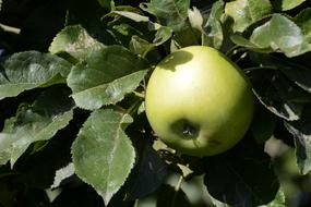 gren fresh Apple Fruit