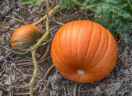 big and small Pumpkins on vine